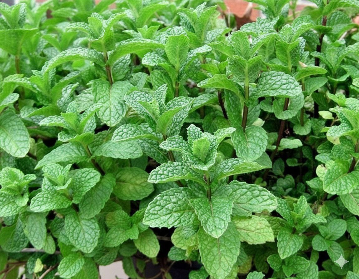 Марокканская